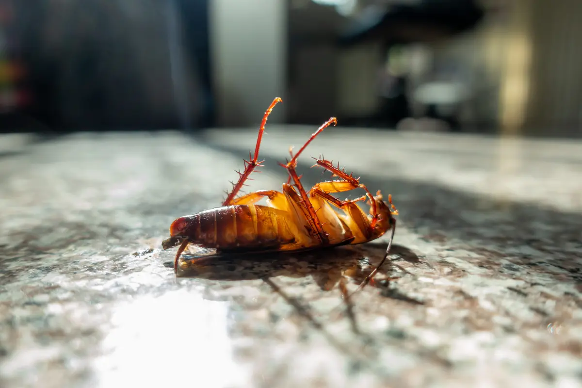 Cost of Cockroach Exterminators